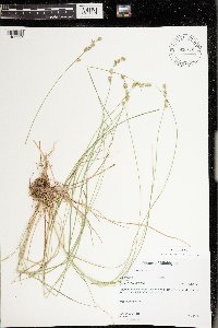 Carex echinata image