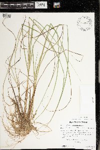 Carex echinata image