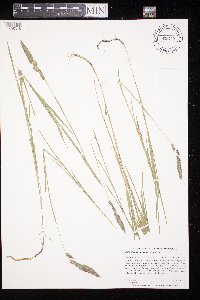Muhlenbergia glomerata image