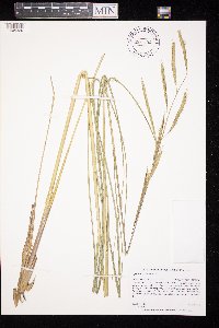 Spartina pectinata image