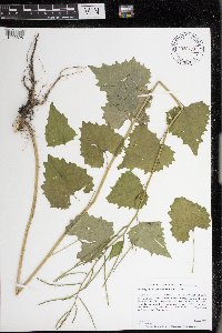 Image Associated With the Occurrence