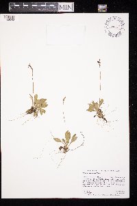 Primula mistassinica image