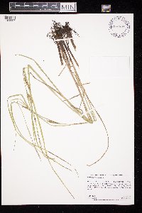 Carex laeviconica image