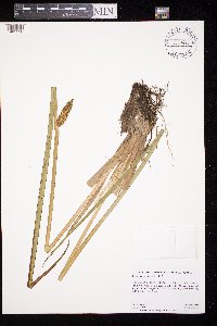 Acorus americanus image