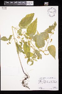 Scutellaria lateriflora image