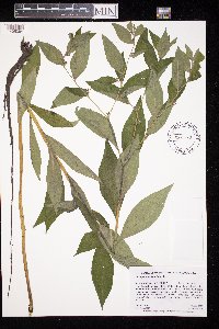 Lithospermum latifolium image