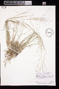 Aristida purpurea image