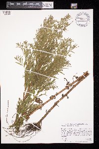 Epilobium ciliatum var. ciliatum image