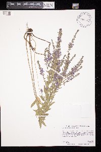 Lythrum alatum image
