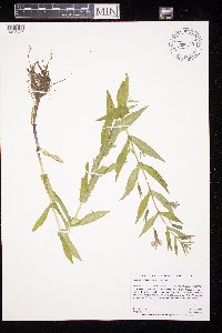 Mimulus ringens var. ringens image