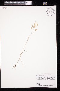 Bromus commutatus image