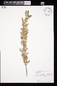 Salix pedicellaris image