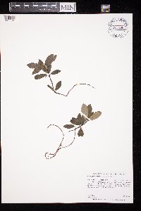 Chimaphila umbellata image