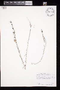 Agalinis purpurea var. parviflora image