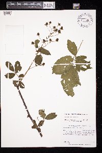 Rubus allegheniensis image