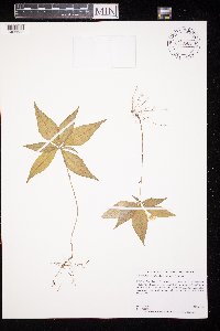 Lysimachia borealis image