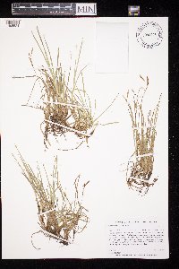 Carex richardsonii image