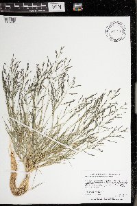 Eragrostis pectinacea image