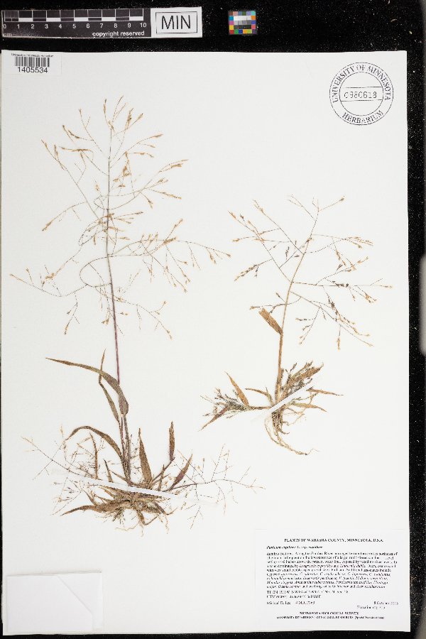 Panicum capillare subsp. capillare image