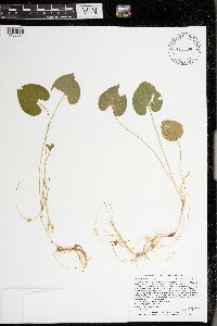 Viola minuscula image