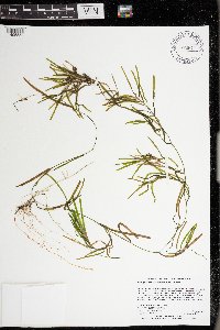 Potamogeton obtusifolius image