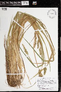 Carex stipata var. stipata image