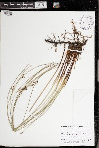 Juncus arcticus var. balticus image