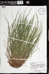 Carex oligocarpa image