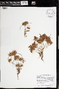 Cyperus odoratus image