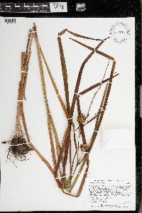 Sparganium eurycarpum image