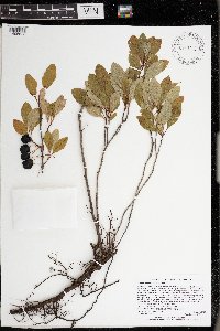 Image Associated With the Occurrence