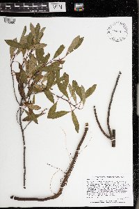 Prunus pumila var. pumila image