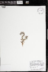 Veronica peregrina image