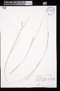 Carex canescens image