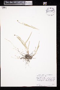 Triantha glutinosa image