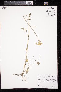 Packera pseudaurea image