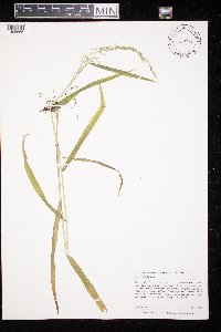 Cinna latifolia image