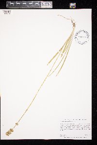 Triantha glutinosa image