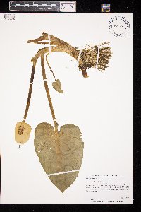 Calla palustris image