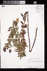Hypericum ascyron subsp. pyramidatum image