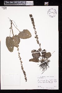 Synthyris bullii image