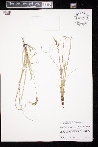 Carex richardsonii image
