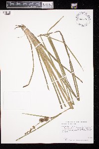 Sparganium emersum image