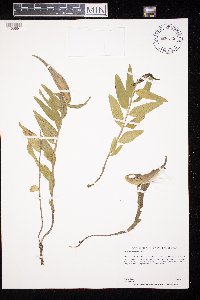 Asclepias lanuginosa image