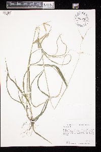 Elymus hystrix image
