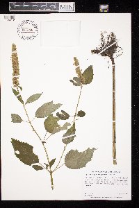 Agastache scrophulariifolia image