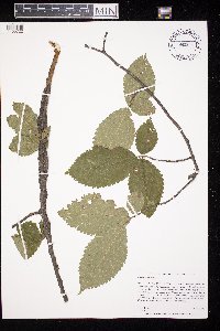 Image Associated With the Occurrence