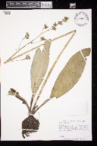 thumbnail image of current specimen