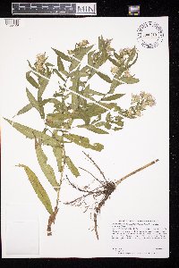 Symphyotrichum lanceolatum var. hesperium image