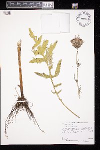Cirsium muticum image